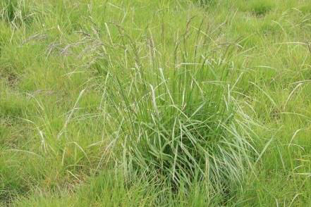 Forage Tall Fescue